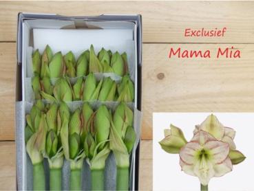 Vollsortiment - Amaryllis (ga) MAMA MIA